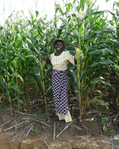 corn farming in malawi